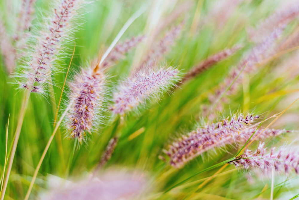 Ornamental Grasses & Groundcovers
