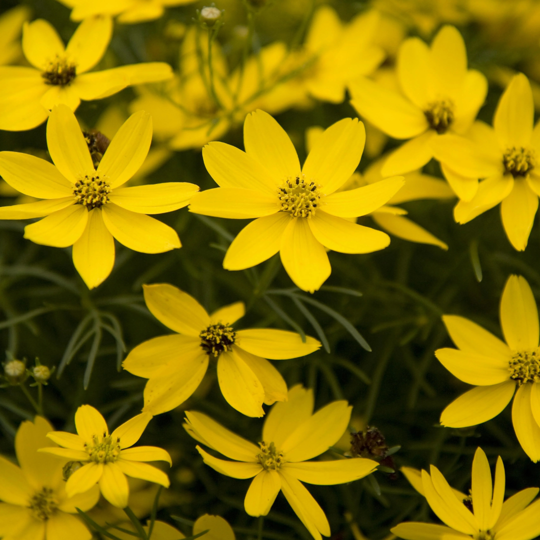 Coreopsis 'Zagreb'