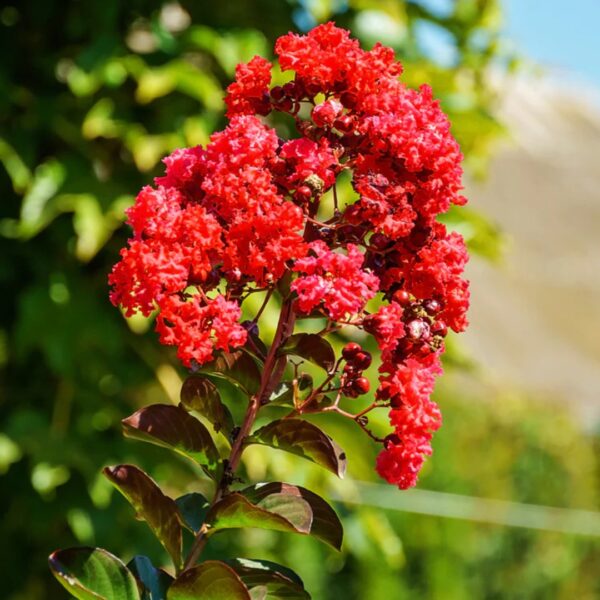 Crape Myrtle 'Scarlet' Bloom