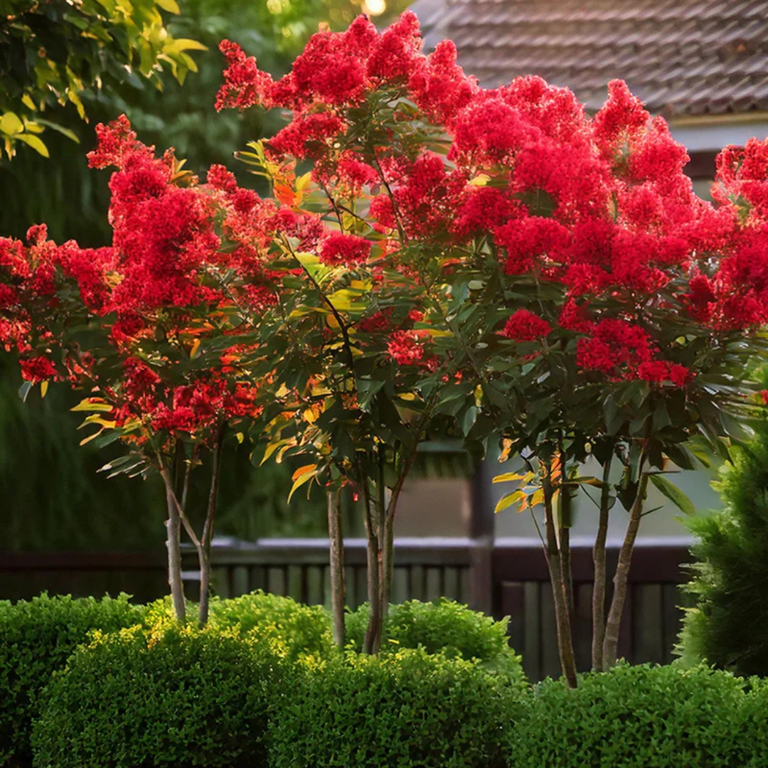 Crape Myrtle 'Scarlet'