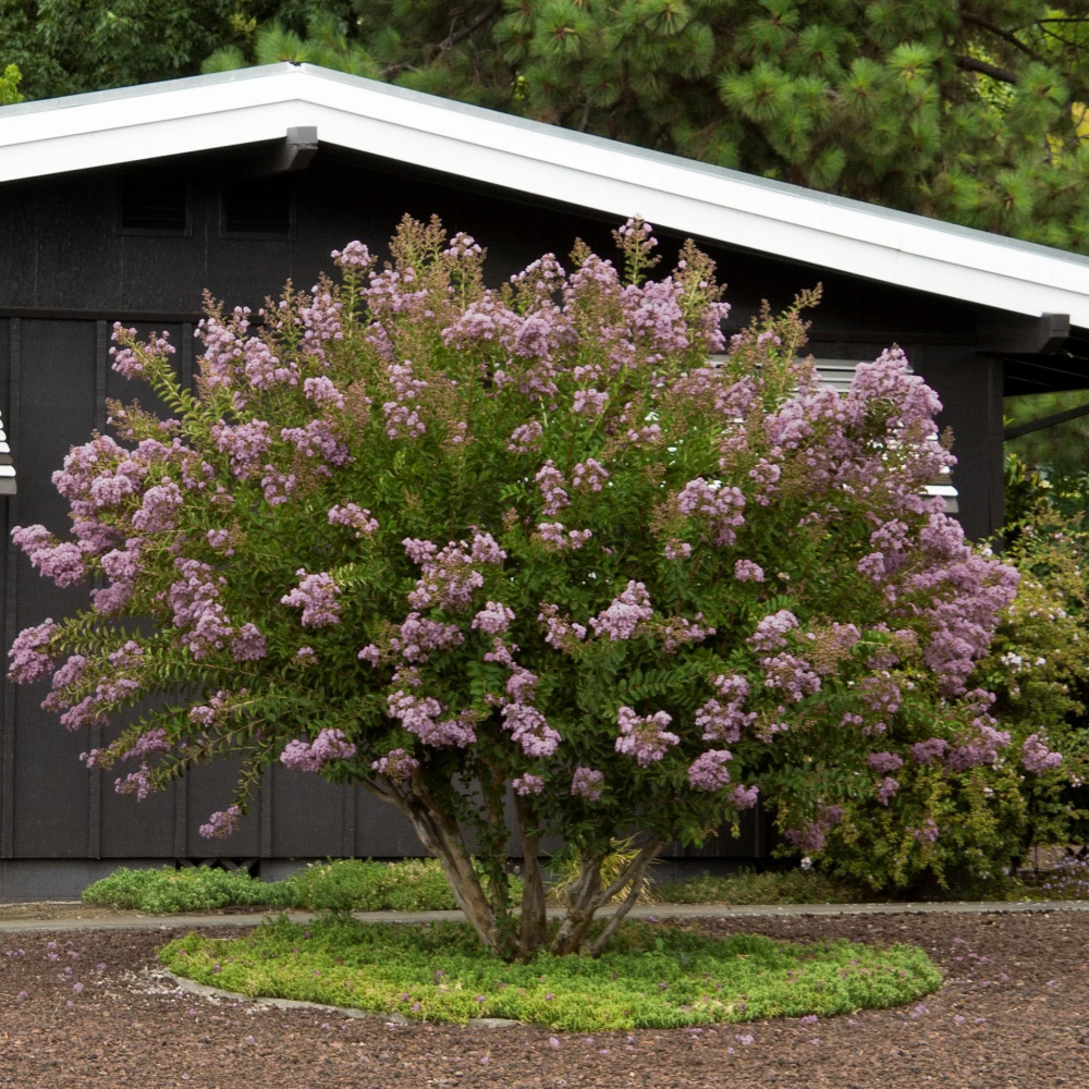 Crape Myrtle 'Muskogee'