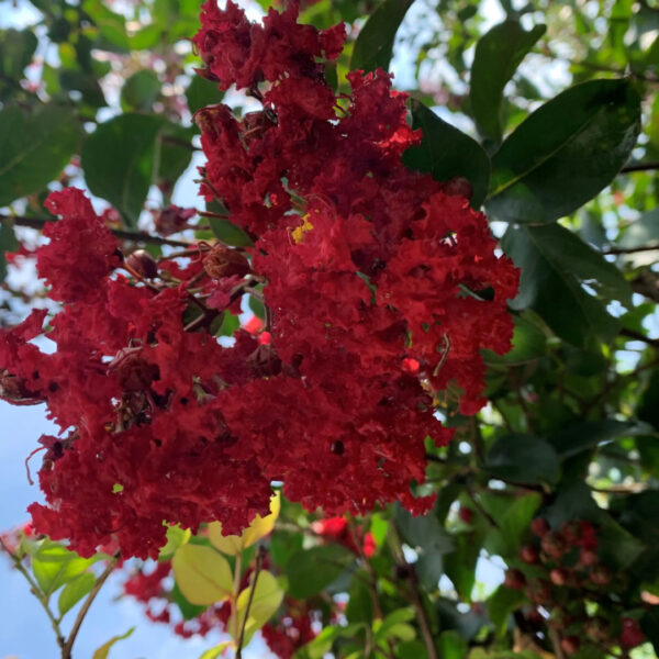 Crape Myrtle, Scarlet