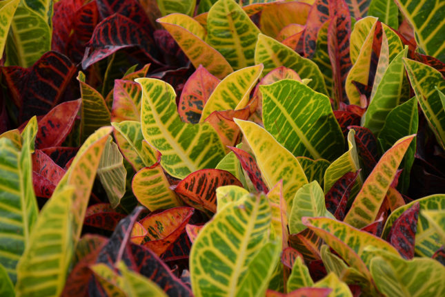 Croton