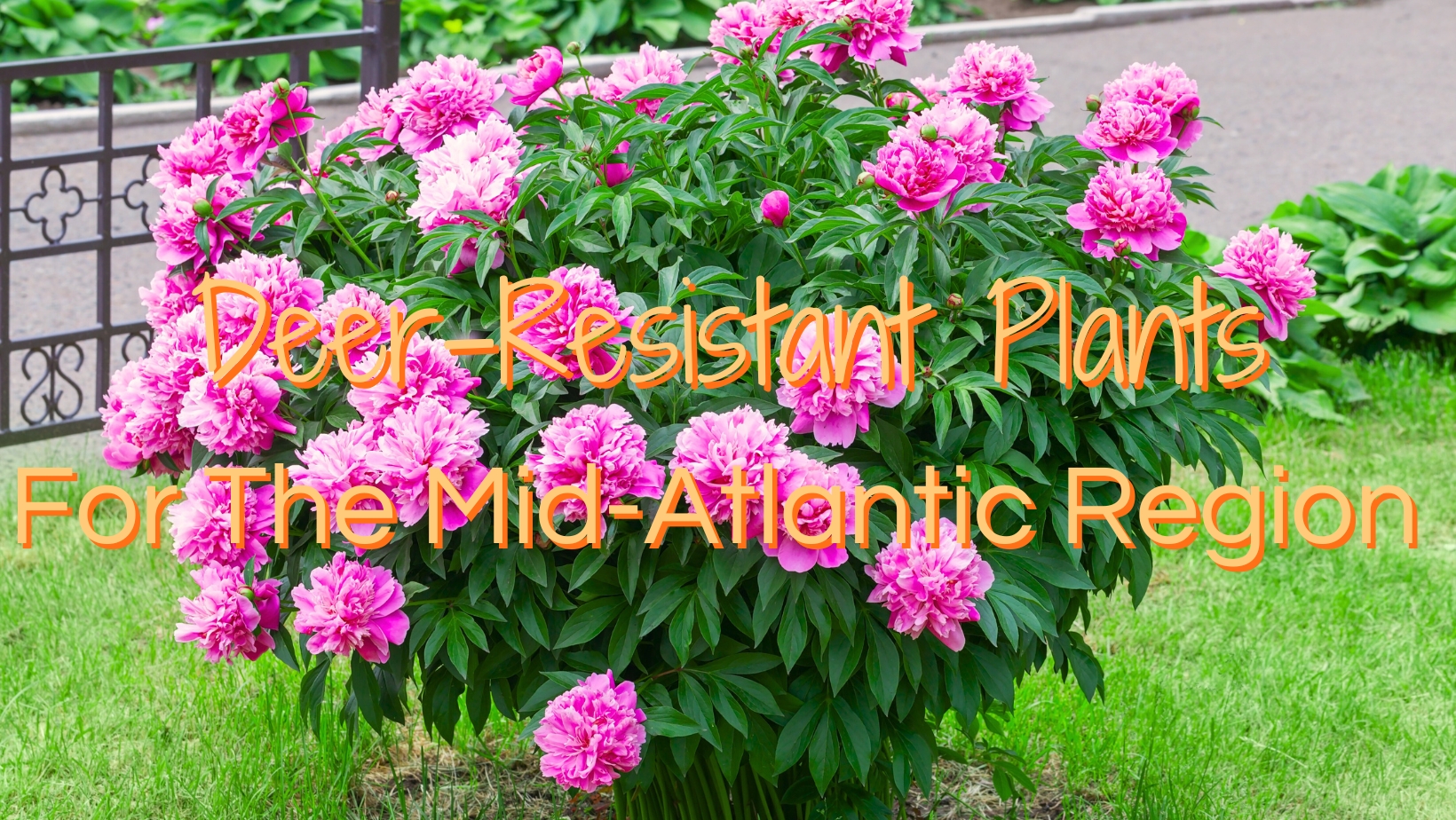 Deer-Resistant Plants For The Mid-Atlantic Region