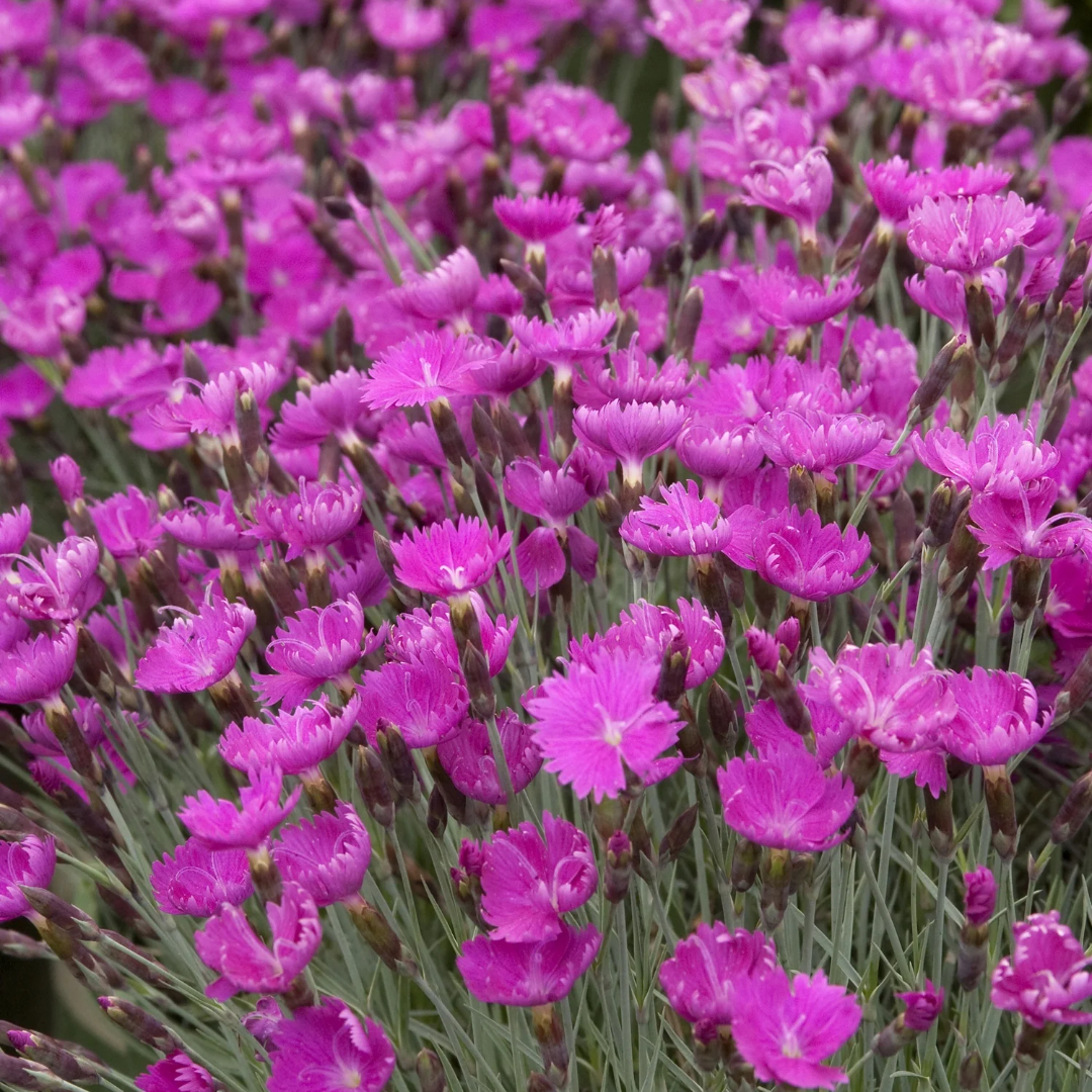 Dianthus 'Firewitch'