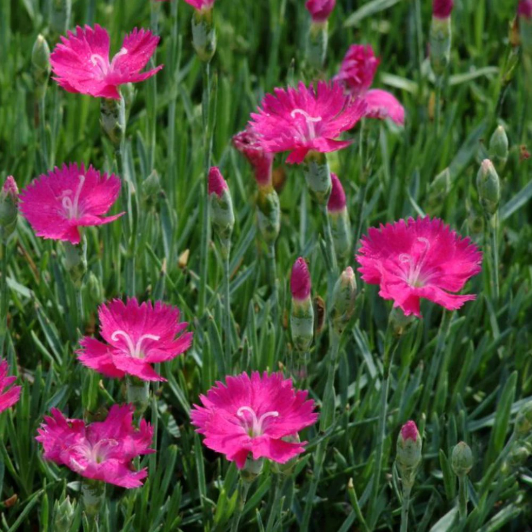Dianthus 'Neon Star'