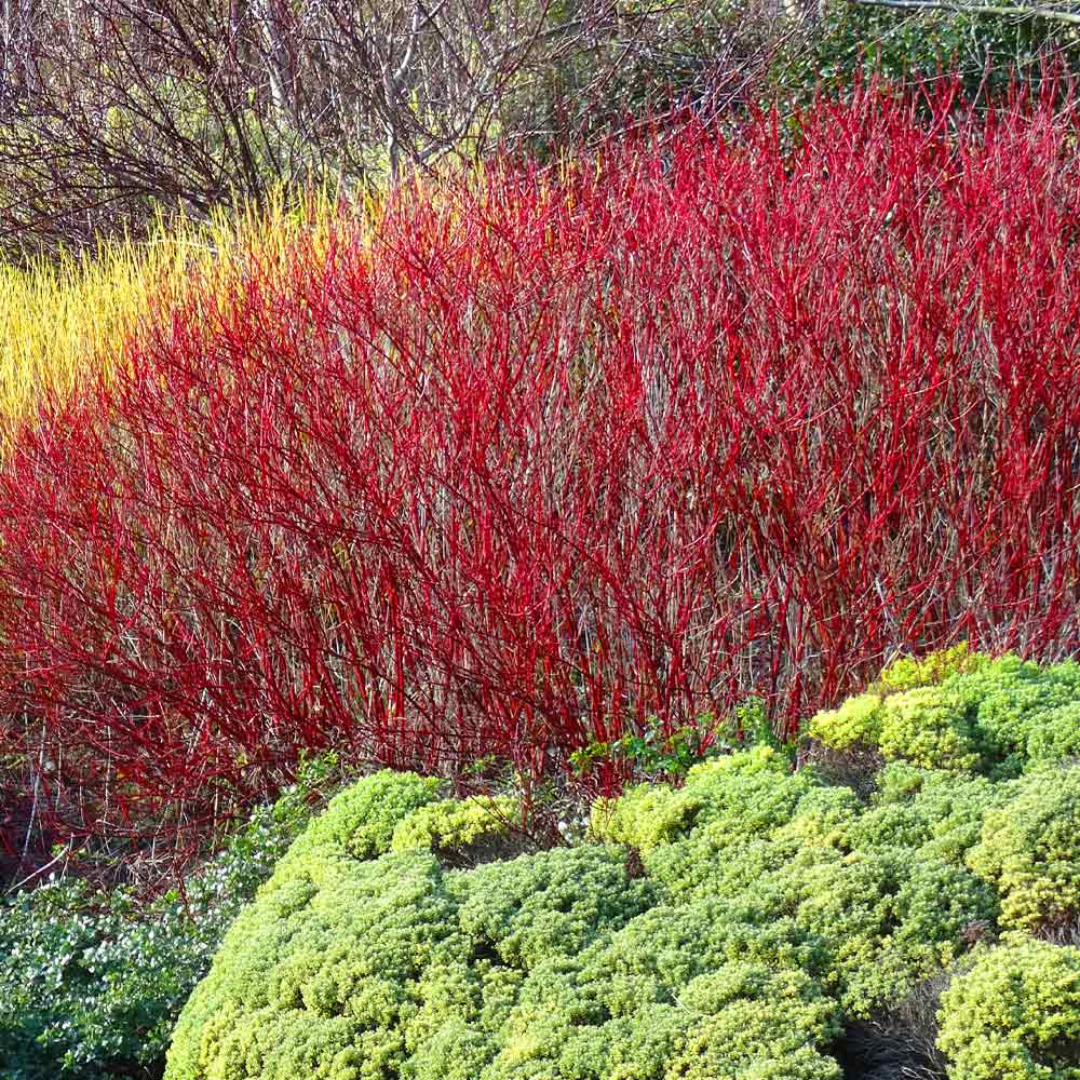 Dogwood 'Red Twig'