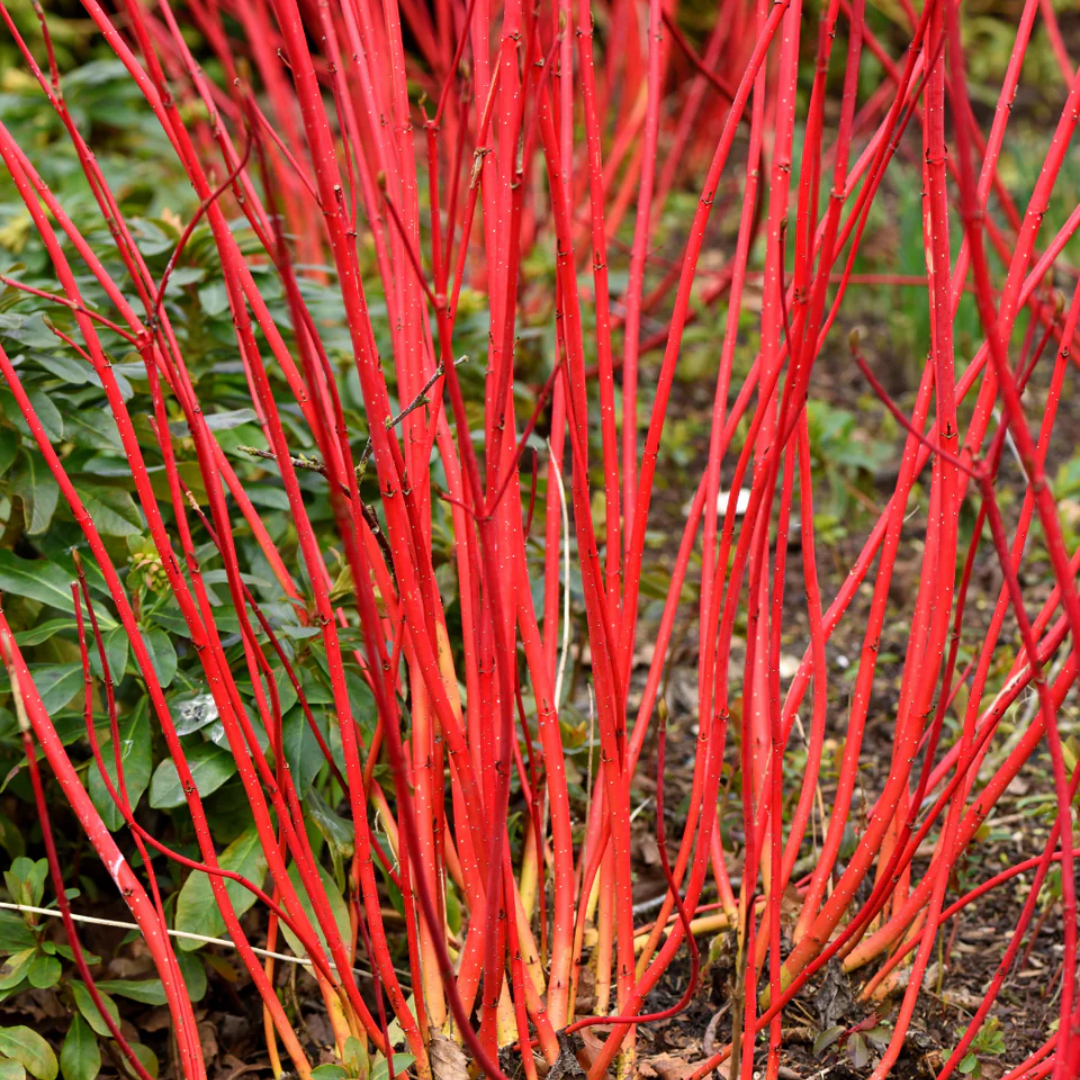 Dogwood 'Arctic Fire® Red'