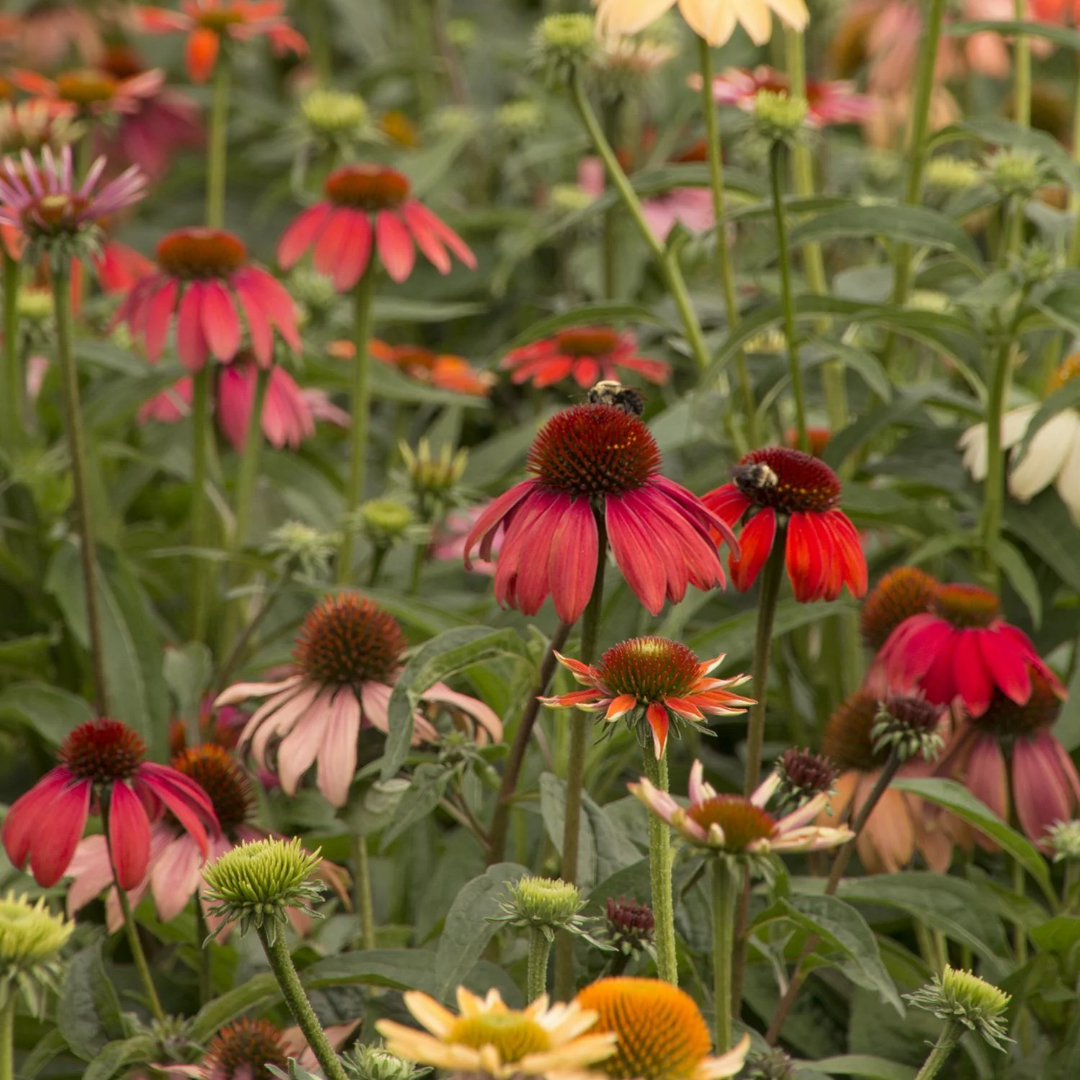 Echinacea 'Cheyenne Spirit'