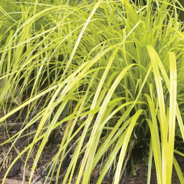 Everillo Sedge