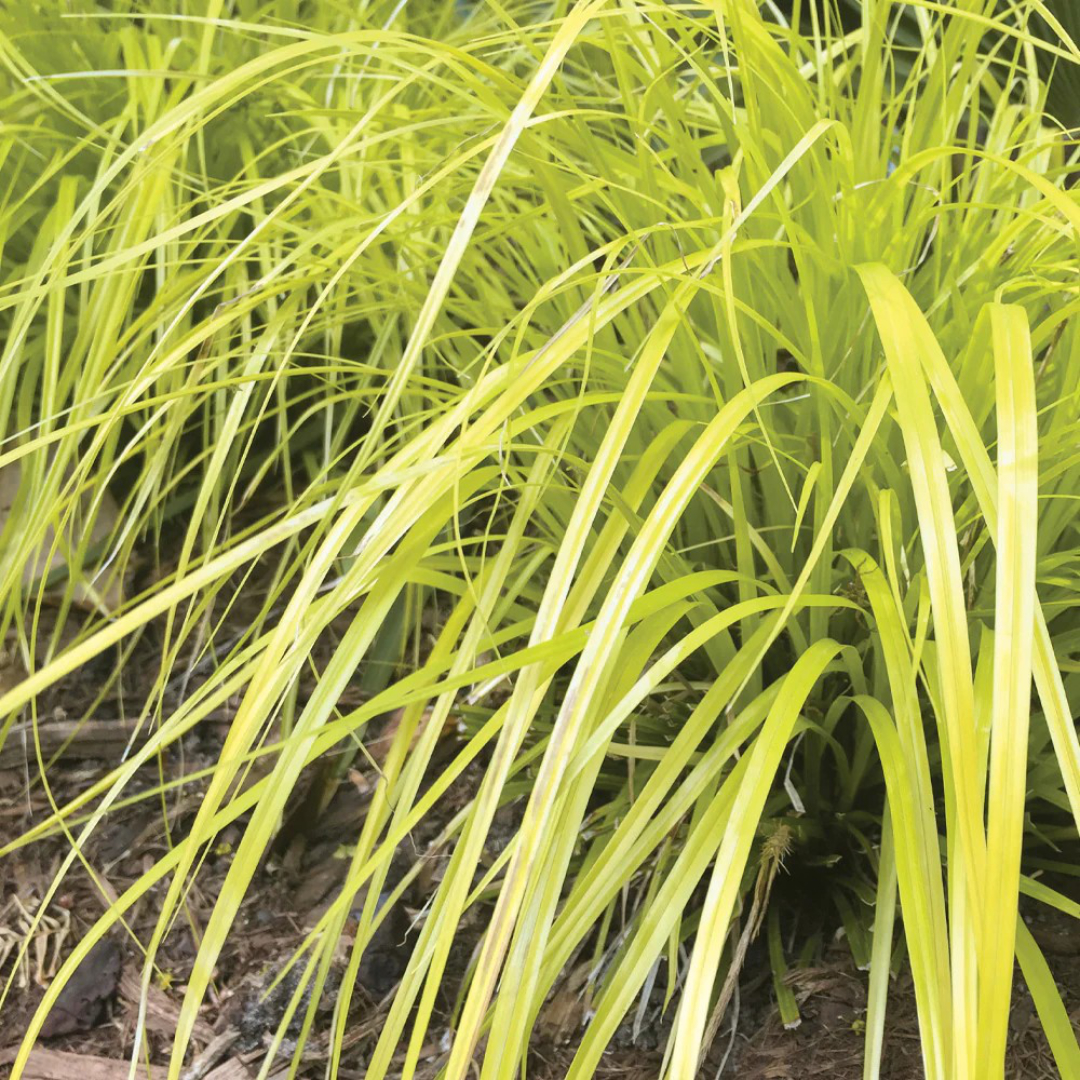 Carex 'Everillo'
