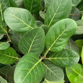 Ficus Audrey