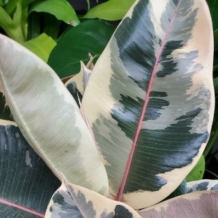 Burgundy Rubber Plant