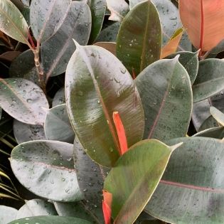 Ficus Tineke