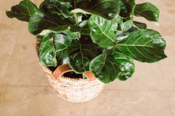 Fiddle Leaf Fig