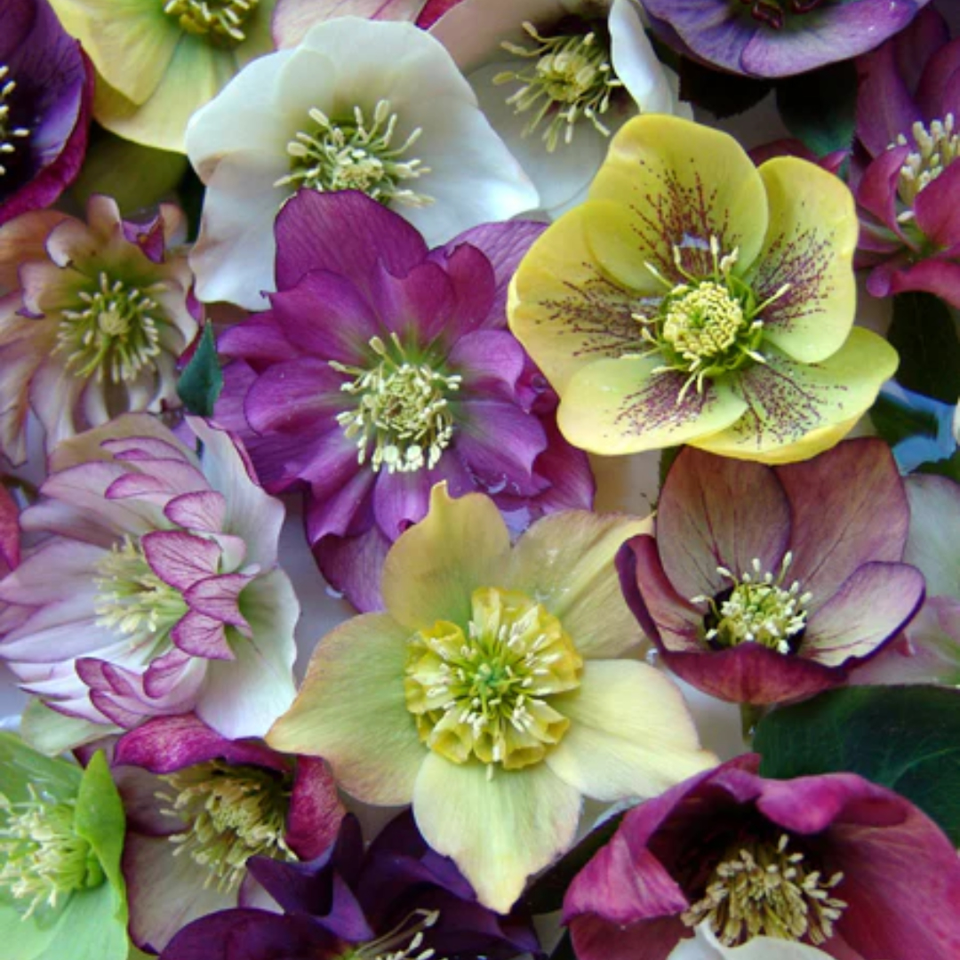 Helleborus 'Brandywine'