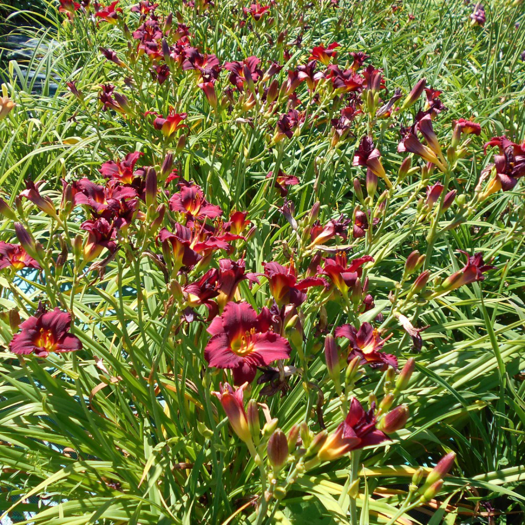 Hemerocallis 'Pardon Me'