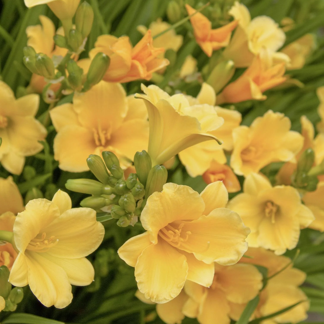 Hemerocallis 'Stella de Oro'