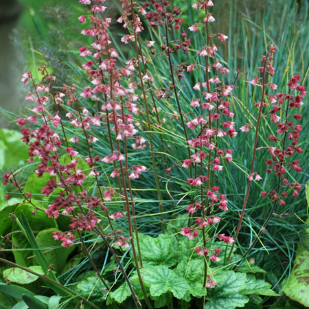 Heuchera 'Berry Timeless'