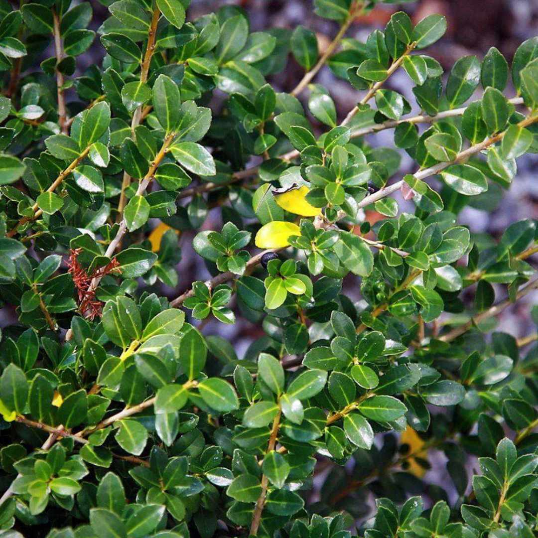 Green Lustre Japanese Holly