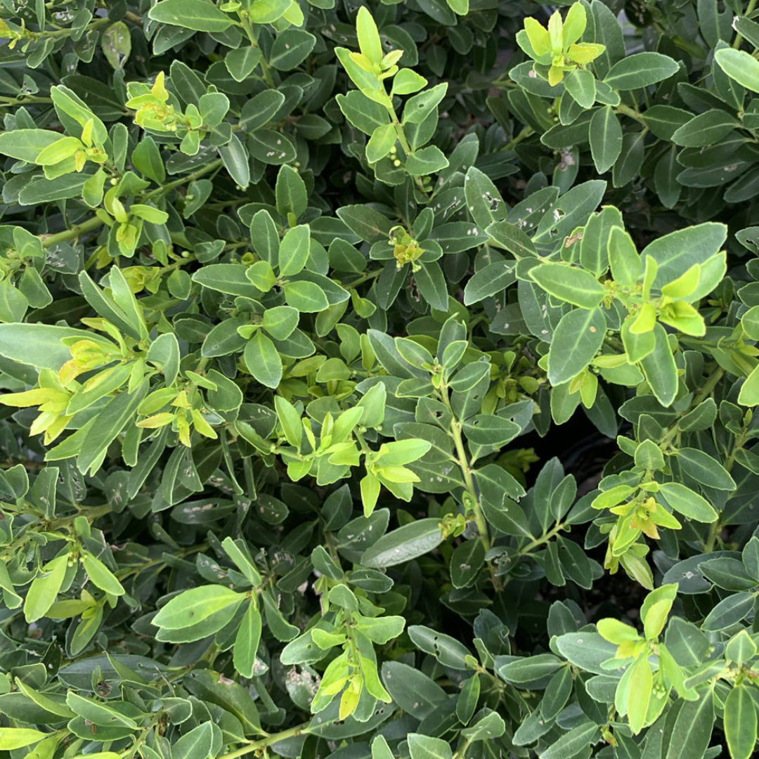 Hoogendorn Japanese Holly