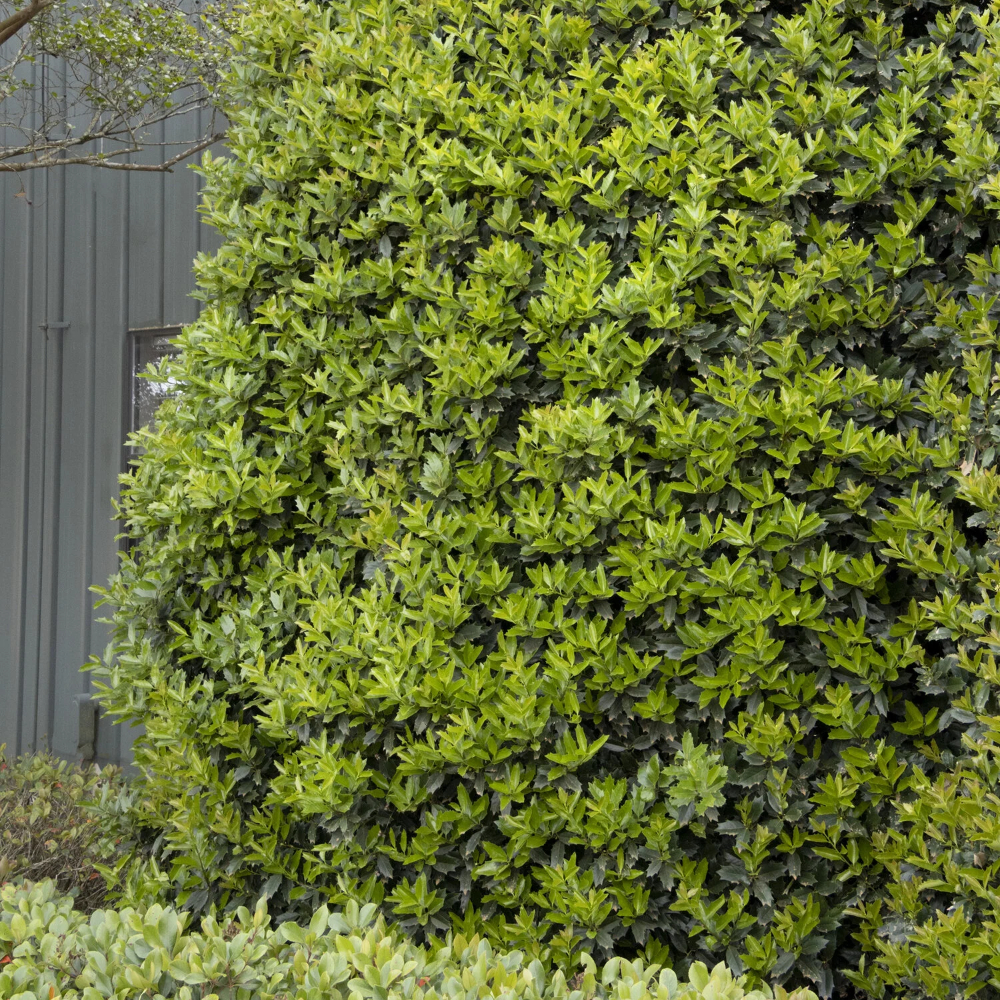 Oakland® Red Holly