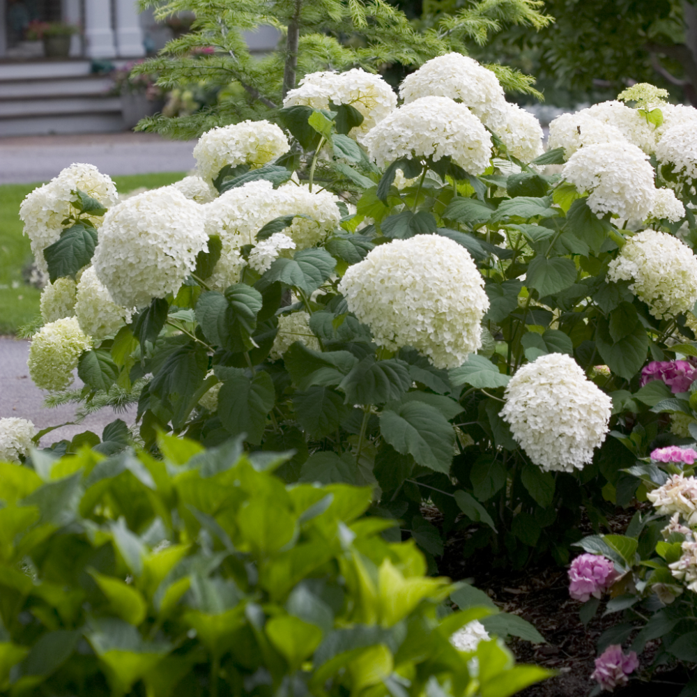 Hydrangea 'Incrediball'