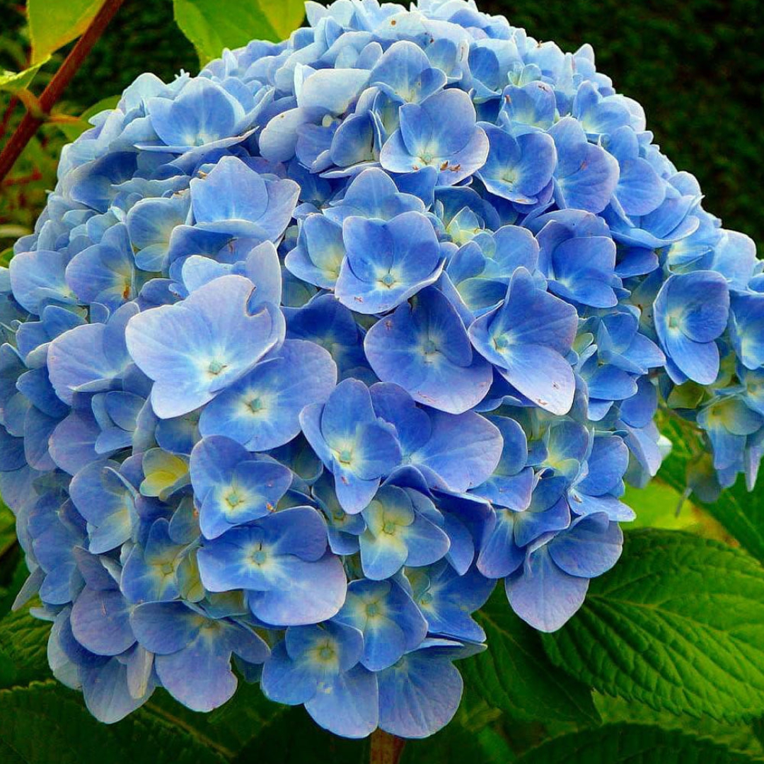 Hydrangea 'Nikko Blue'