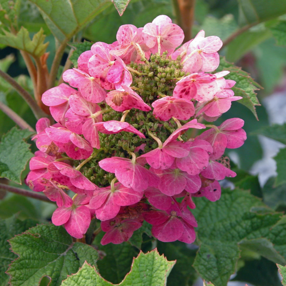 Hydrangea 'Ruby Slippers'