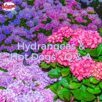 Hydrangeas & Hot Dogs Q & A