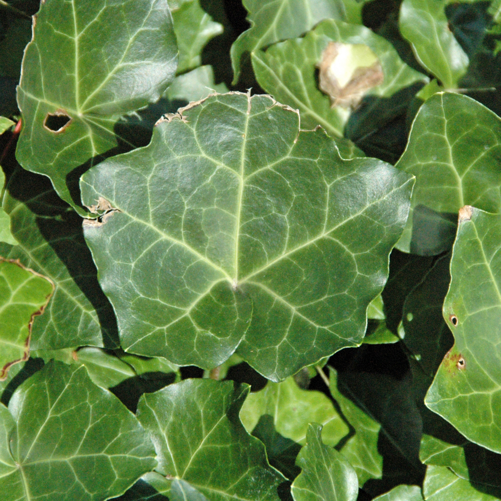 English Ivy