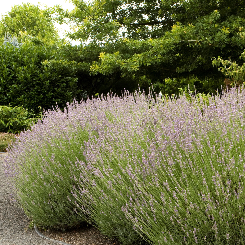 Lavender 'Provence'