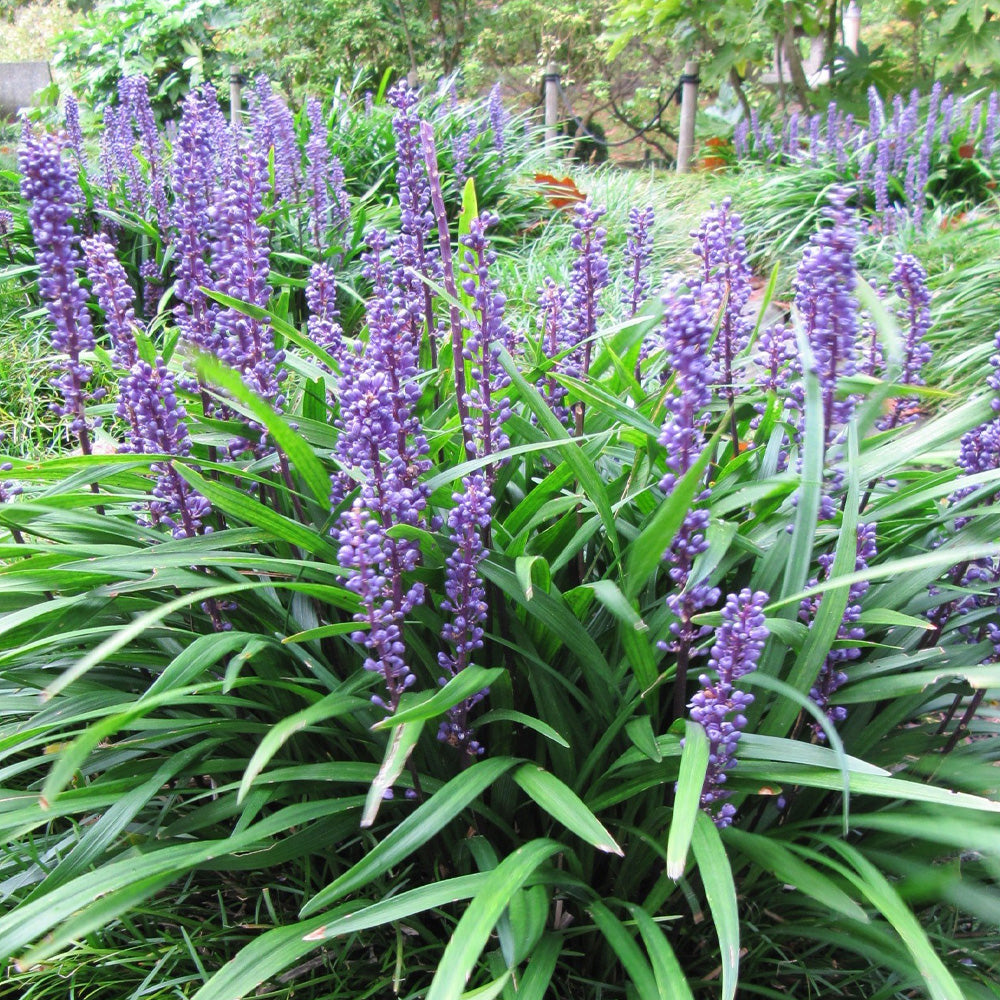 Liriope 'Big Blue'