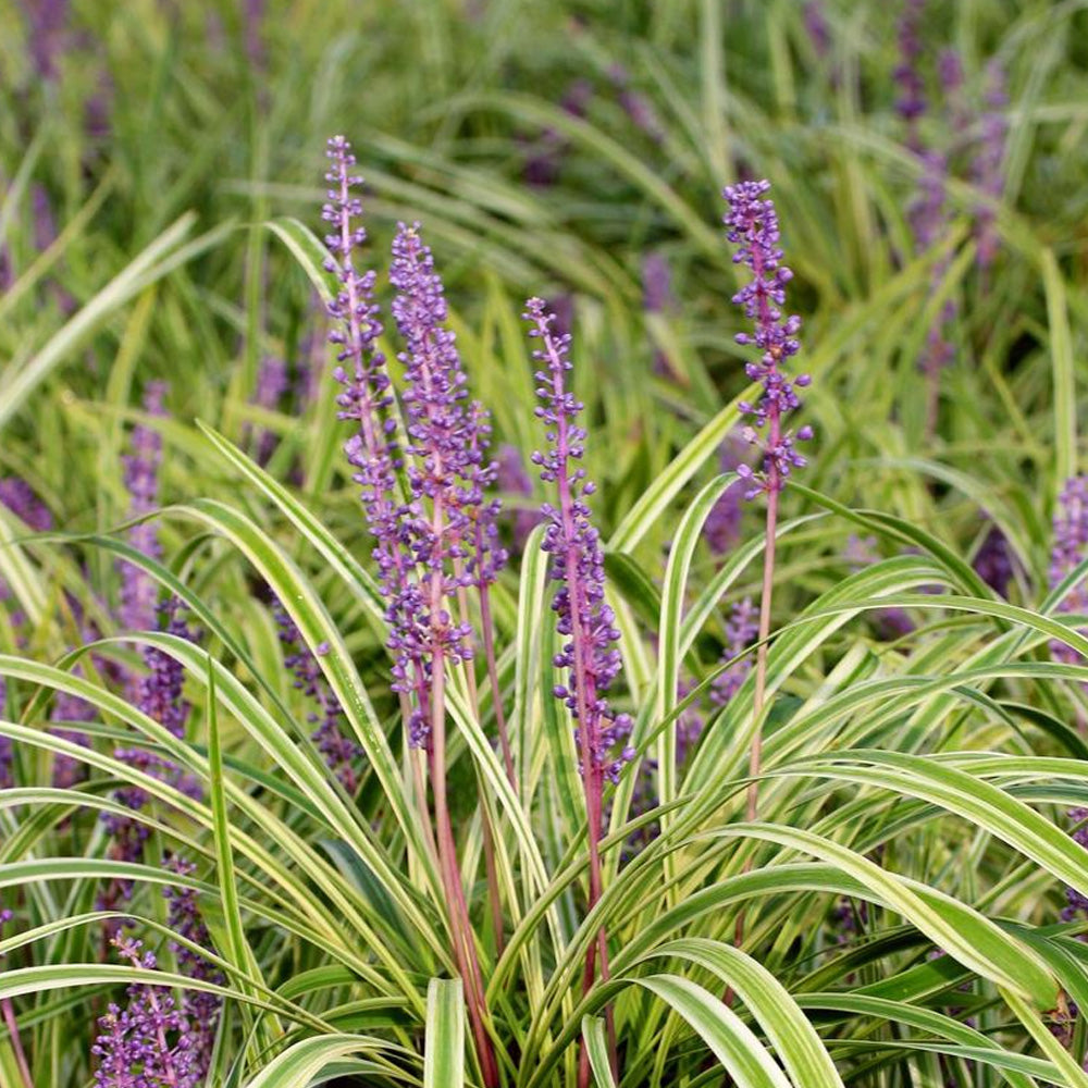 Liriope 'Variegated'