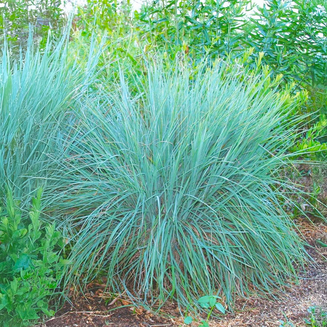 Little Bluestem