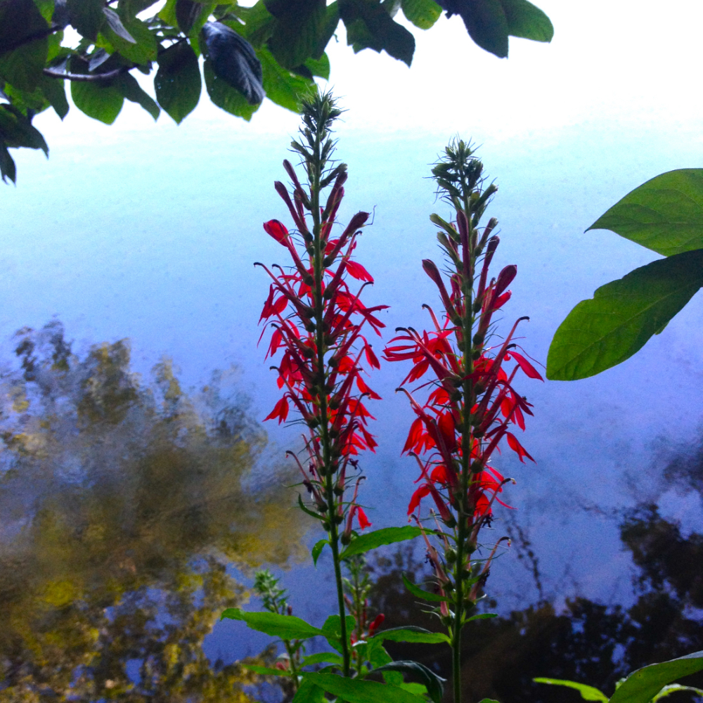 Lobelia 'Cardinal Red'