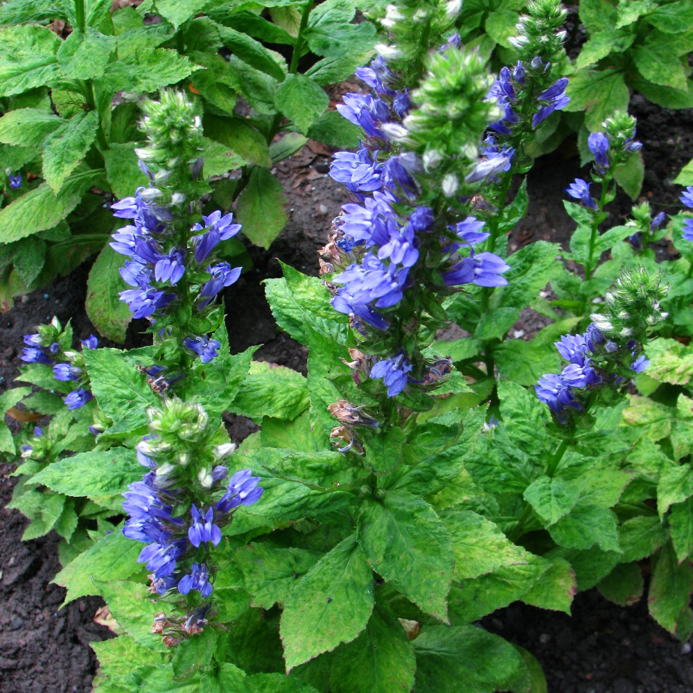 Lobelia 'Siphilitica'