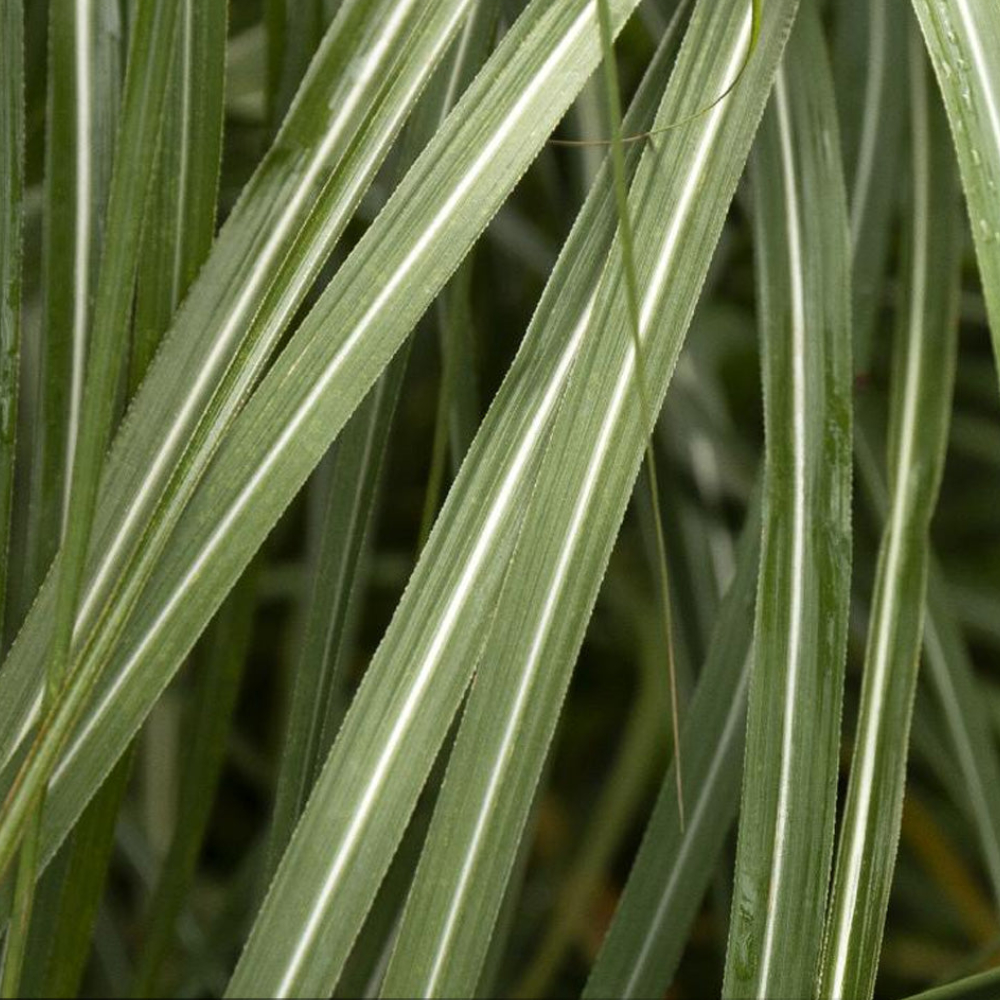 Miscanthus 'Adagio'