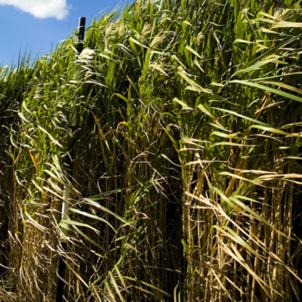 Miscanthus 'Giganteus'