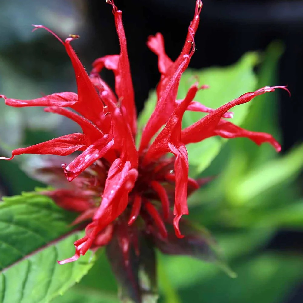 Monarda 'Jacob Cline'