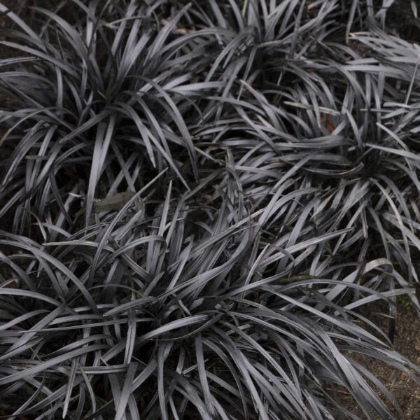 Mondo Grass, Black