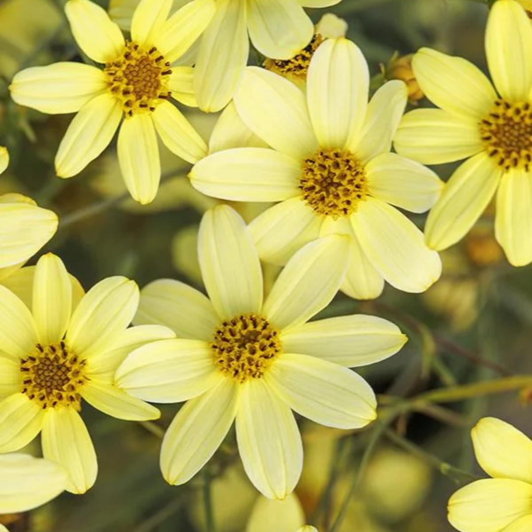 Coreopsis 'Moonbeam'
