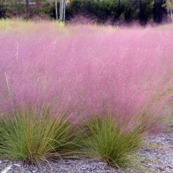 Pink Muhly Grass