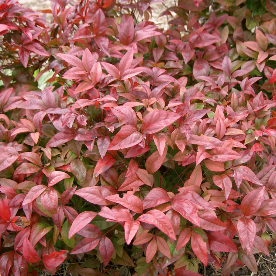 Nandina domestica