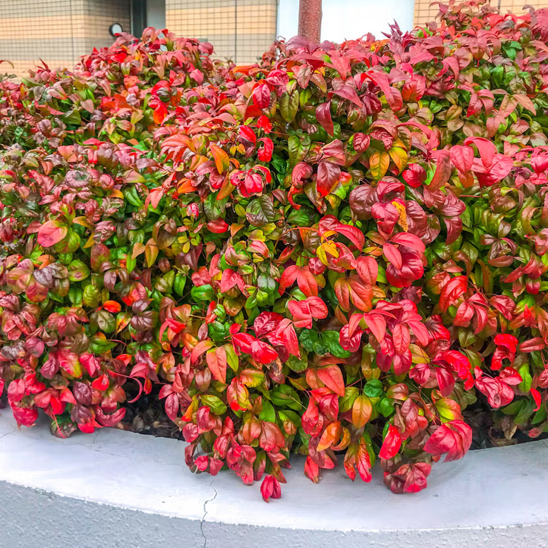 Nandina 'Firepower'