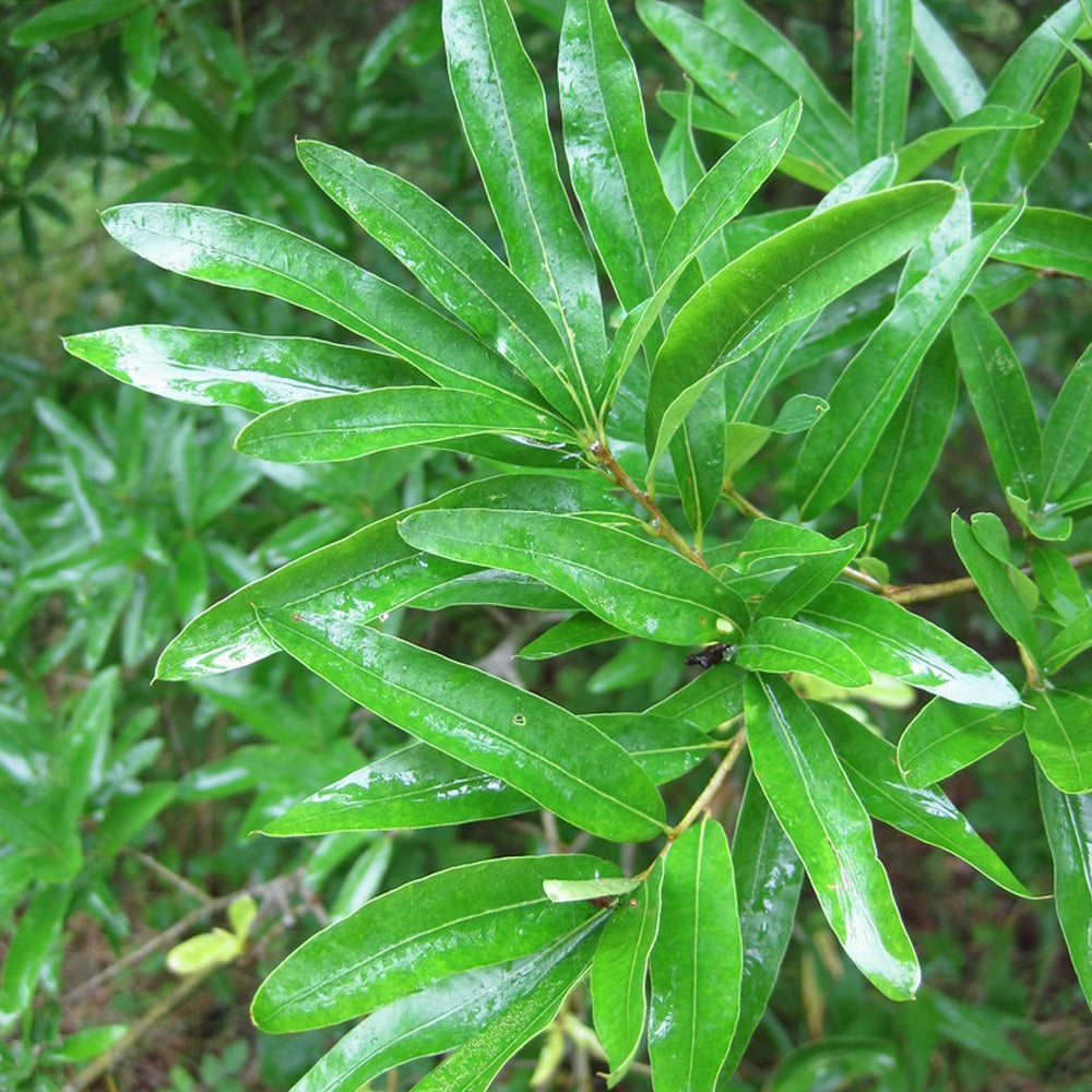 Willow Oak