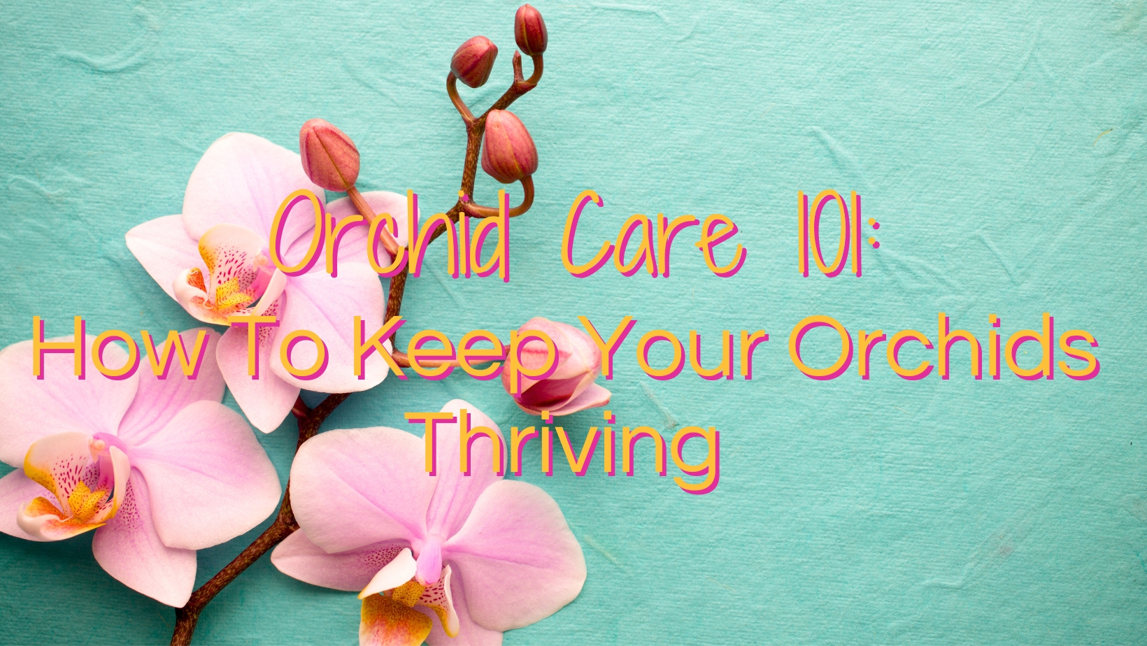 Orchid Care 101: How To Keep Your Orchids Thriving