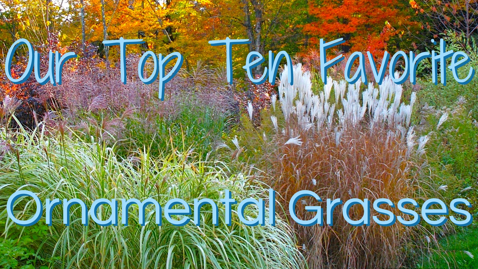 Our Top Ten Favorite Ornamental Grasses