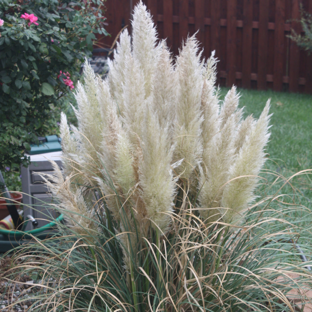 Dwarf Pampas Grass