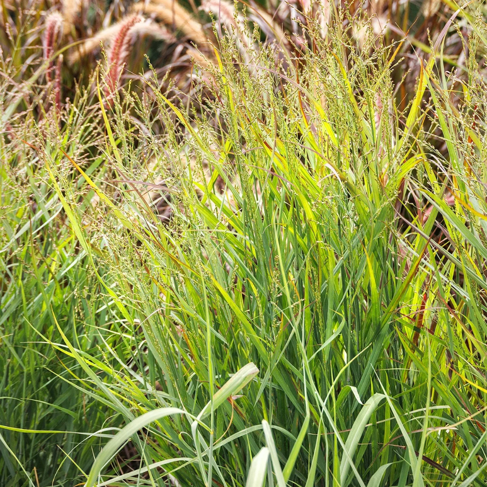 Heavy Metal Switchgrass